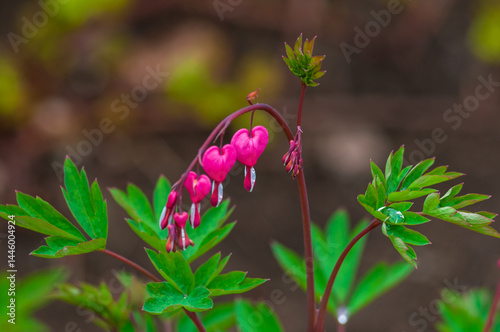 Bleeding heart flowers (Dicentra spectabils) photo