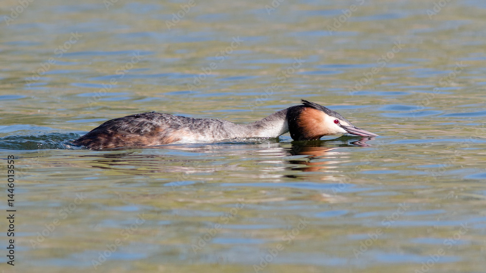 Fototapeta premium mating games of great grebes in spring