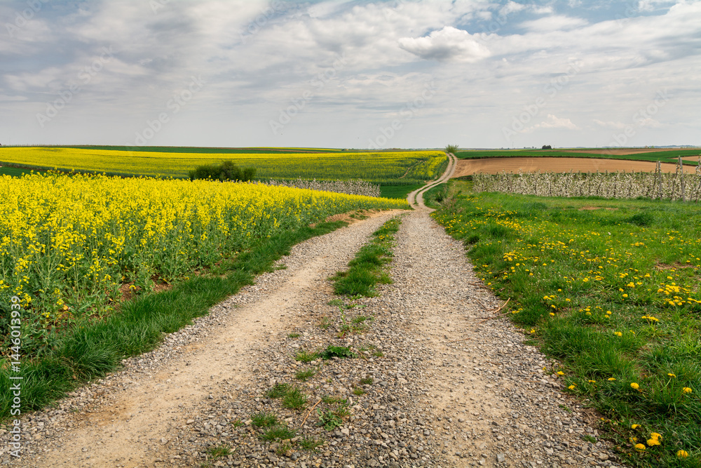 widok na drogę przez pola wczesną wiosną