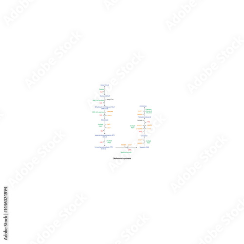 Cholesterol synthesis diagram - simple schematic illustration of enzymatic reacion. Biosynthesis pathway via HGM CoA Synthase, squalene, lanosterol.