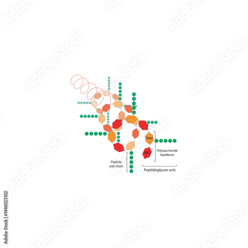 Helical Peptidoglycan Strand diagram. Simple schematic illustration.