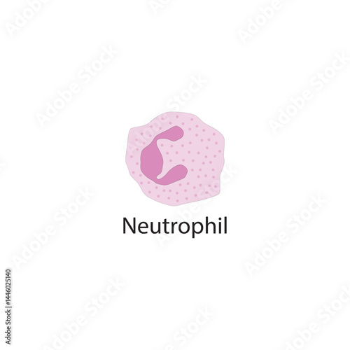 Neutrophil schematic illustration. Biological simple diagram showing immune sell structure. schematic illustration. Biological simple diagram showing immune sell structure.