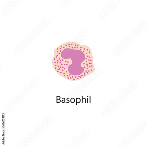 Basophil  schematic illustration. Biological simple diagram showing immune sell structure.