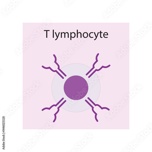 T lymphocyte  schematic illustration. Biological simple diagram showing immune sell structure.