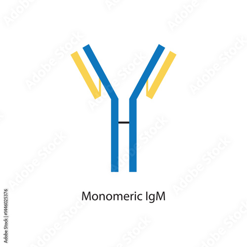 Monomeric IgM immunoglobulin antibody structure schematic illustration. Simple immunology diagram.