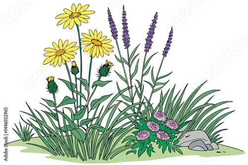 84 Vibrant wildflower garden, isolated on white background, colorful flowerbed, yellow daisies, purple thistle, lavender, ornamental grasses, green foliage, natural landscape design, botanical illustr
