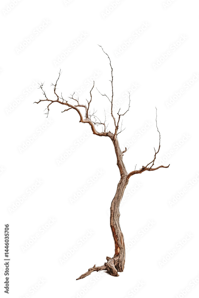 Fototapeta premium Dried tree, on Png Format and Transparent Background