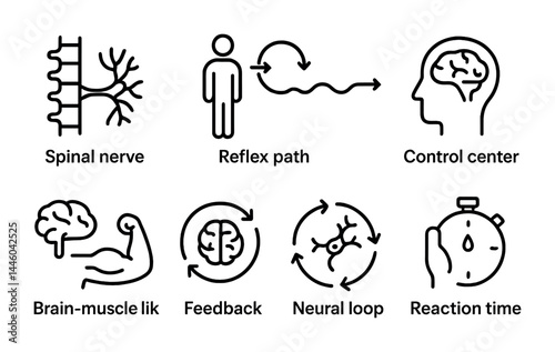 Human nervous system outline icons set - linear style health, anatomy, and physiology symbols for medical education: spinal nerve, reflex path, control center, brain-muscle link, feedback, neural