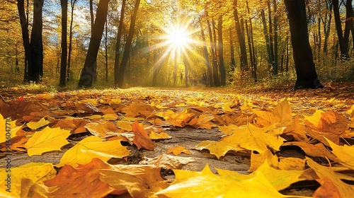 Autumnal forest path. Sunlight filters through golden leaves