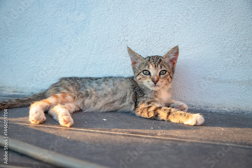 In the soft golden light of a summer afternoon, a young tabby kitten rests calmly against a wall, gazing curiously at the camera after playful moments outdoors.