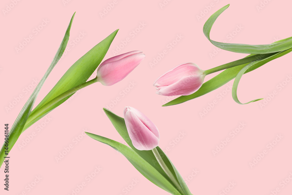 Obraz premium Beautiful tulips in air on pink background