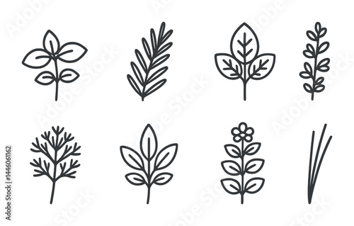 Herbal plant outline icon set - linear style herbs, foliage, and botanical symbols for natural designs: mint, rosemary, basil, thyme, parsley, sage, dill, chives.