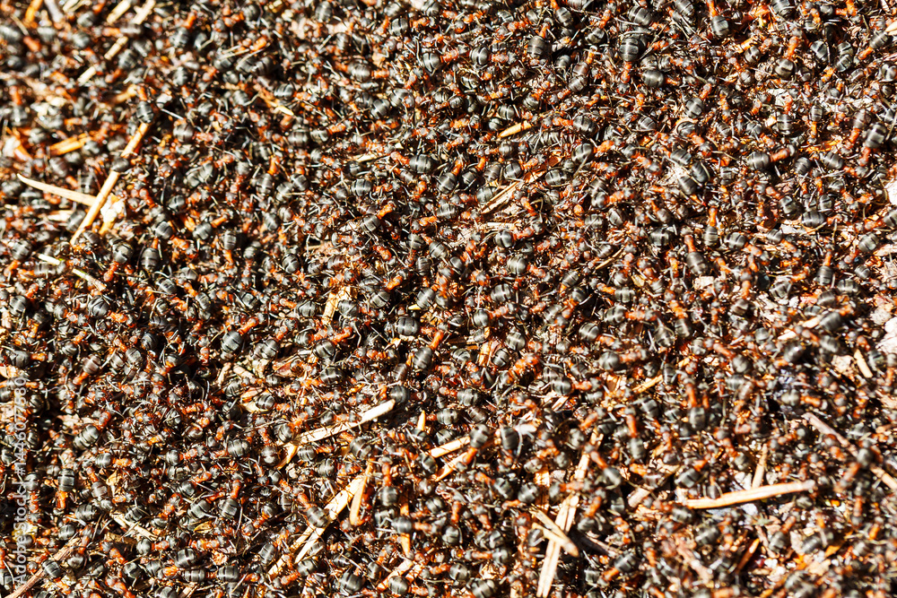 Close-up of the surface of the anthill. A soft focus. The background image.