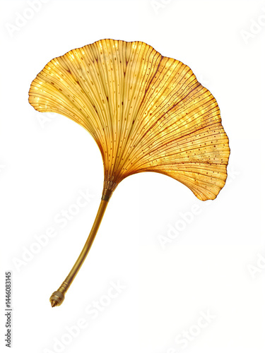 A beautiful ginkgo leaf with a smooth gradient from yellow to green, highlighting delicate texture and natural patterns, captured with high clarity.