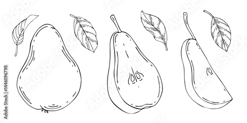 Vector collection of pear illustrations. Hand drawn sketches of fruits and leaves.