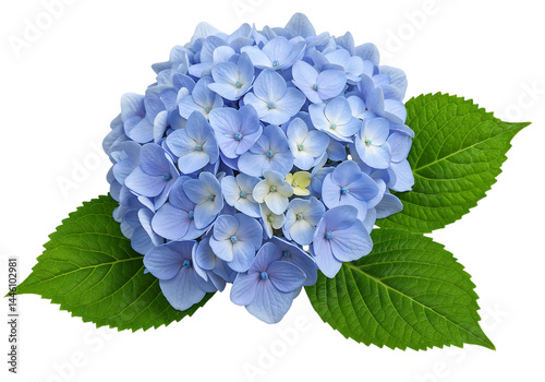 Close up of a beautiful blue hydrangea flower.