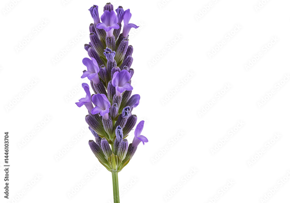 Obraz premium Single lavender sprig, purple flowers, green stem.