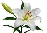 Single white lily flower with bud and green leaves