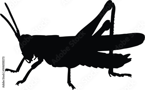 Grasshopper black silhouette vector illustration