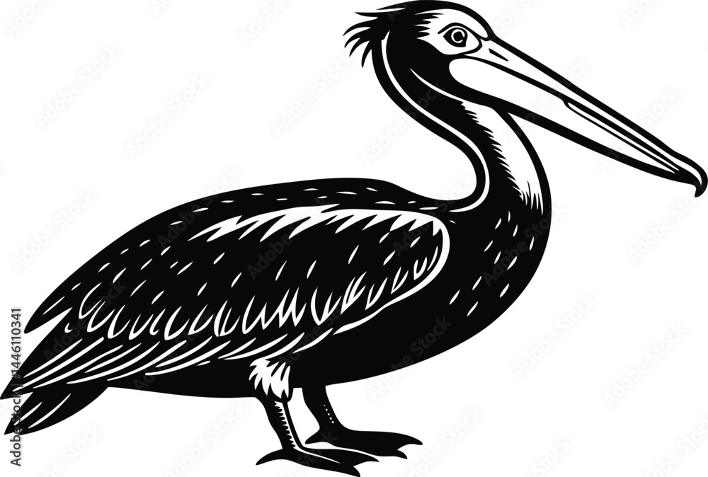 Fototapeta premium Pelican Bird Silhouette