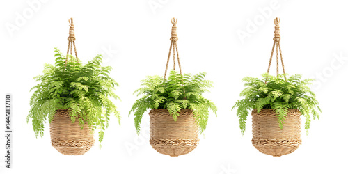 Pack of Hanging Wicker Planter with Artificial Fern Against Transparent Background for Home Decor, Indoor Gardening, or Boho Style Projects photo