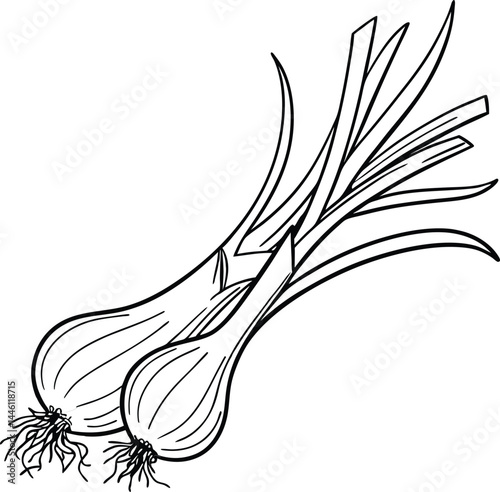 onion on white background