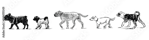 Sketches of five dogs different breeds walking in row, realistic doodle hand drawing, vector illustration isolated on white