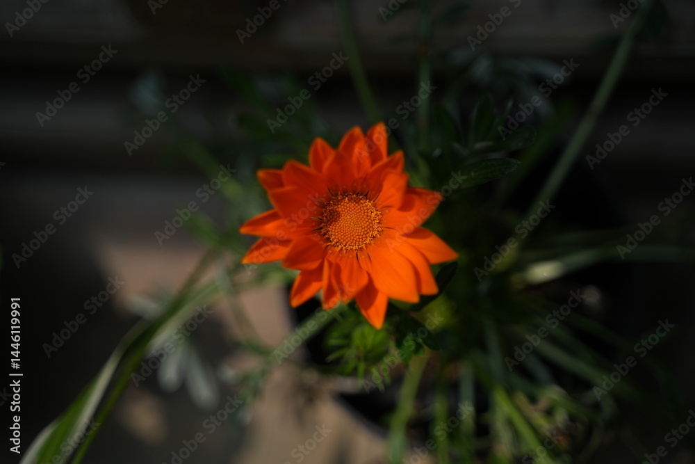 orange flower in the garden