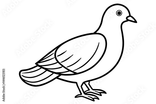 dove isolated on white background