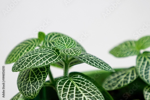 Fittonia. A houseplant of the Acanthaceae family. Nature.