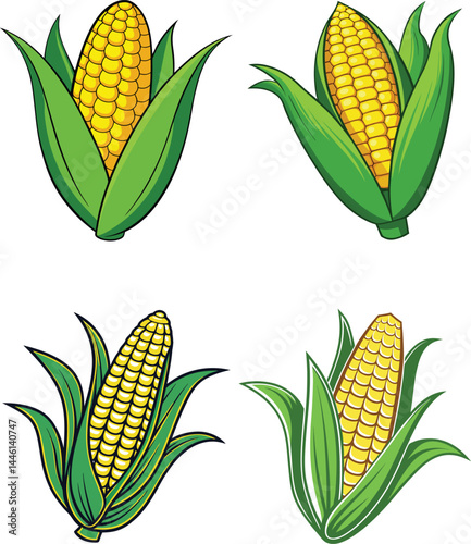 Fresh corn on the cob illustration with yellow maize, green leaves, and organic farm harvest elements