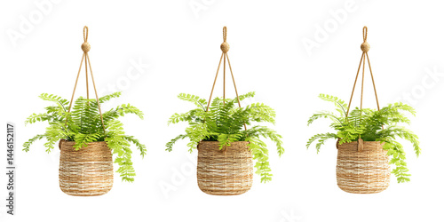 Pack of Hanging Wicker Planter with Artificial Fern Against Transparent Background for Home Decor, Indoor Gardening, or Boho Style Projects photo