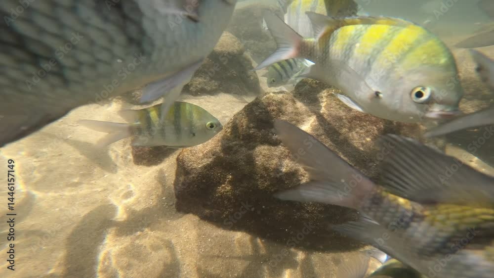 peces mar océano atlántico bucear