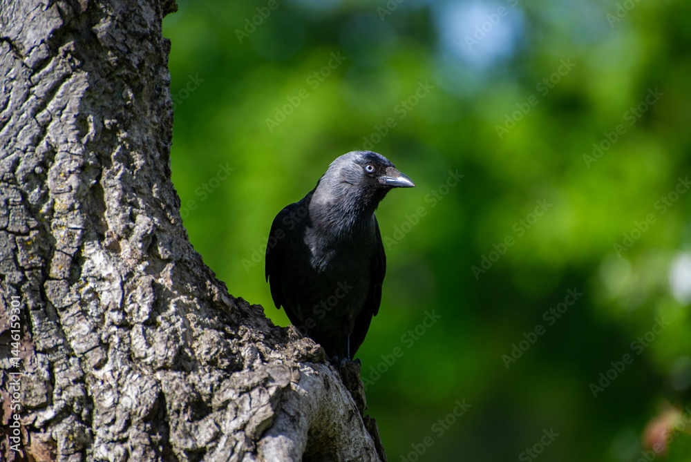 Fototapeta premium jackdaw perched on a tree on the green background