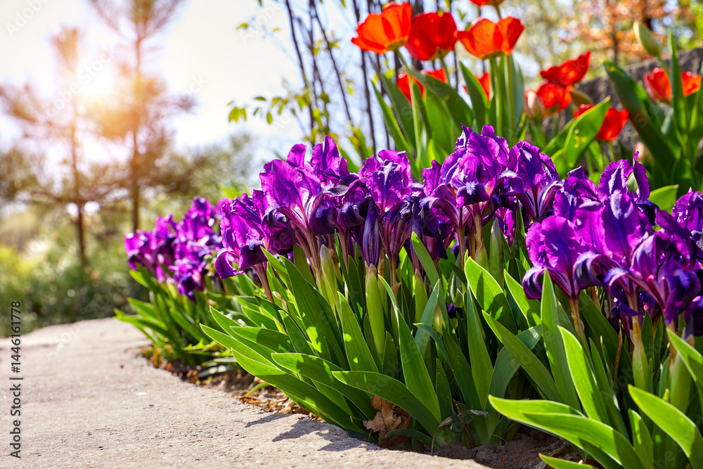 Purple iris flowers and red tulips in the spring garden. Sunny day. Landscape design.