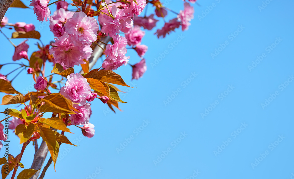 Sakura pink flowers on the tree branch on the pure blue sky. Springtime blooming in Asia. Japanese flower. Workspace place for text.