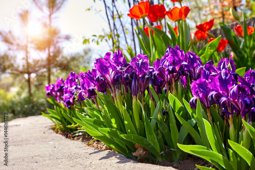 Obraz na płótnie Purple iris flowers and red tulips in the spring garden. Sunny day. Landscape design. w salonie