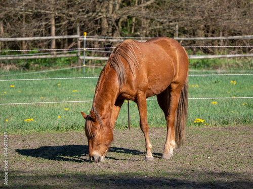 Pferd