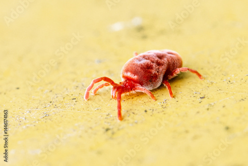 Petite araignée rouge en train de marcher