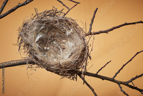 Bird nest on a tree branch against the backdrop of the bright solid fond plain bright orange beige background