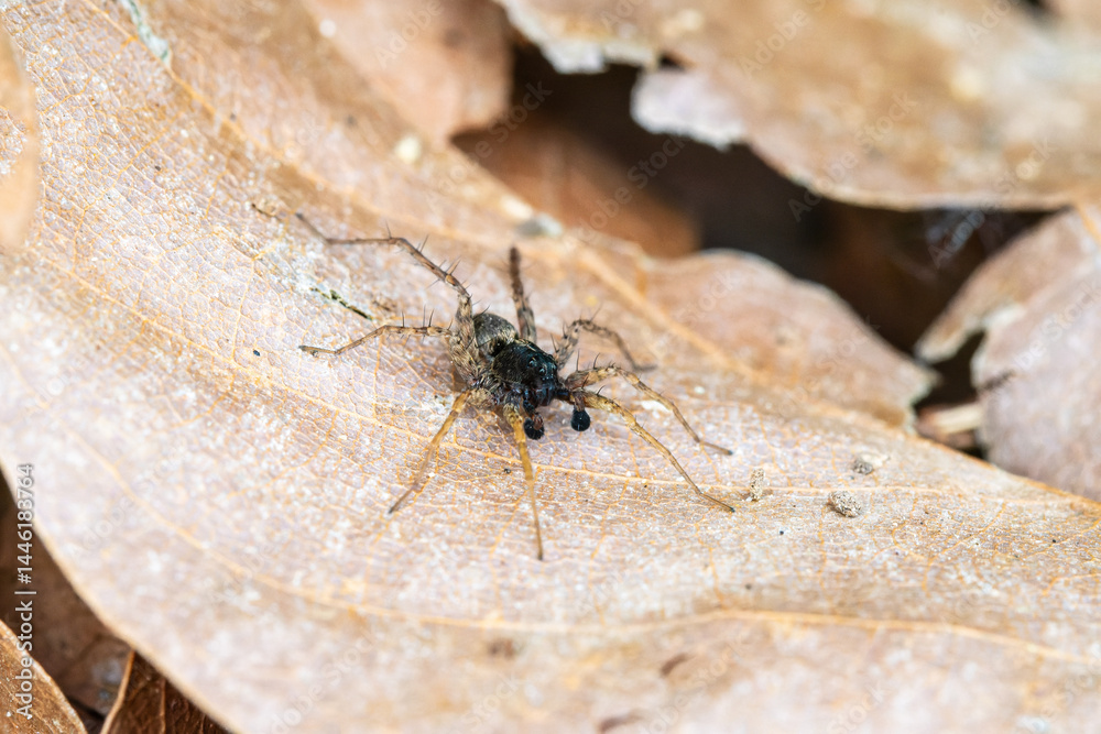 Pardosa spec. (araignée-loup) en sous-sol forestier sur feuilles et branchages, milieu naturel Pardosa spec. (araignée-loup) en sous-sol forestier sur feuilles et branchages, milieu naturel