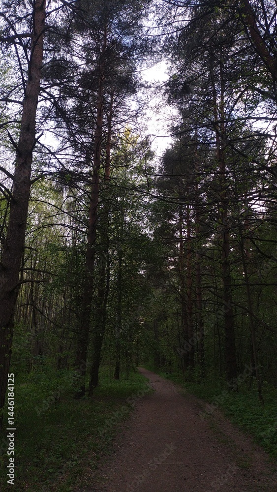 Obraz premium Beautiful road in the green forest under bright color blue sky. High trees in spring background in evening with no people. Natural colors