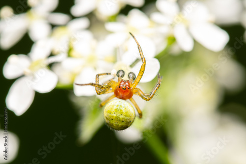 Araniella cucurbitina, l’araignée courge, sur une fleur blanche photo