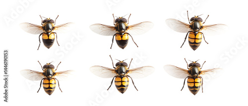 Pack of Hoverfly Against Transparent Background for Insect Studies, Nature Design, or Educational Projects