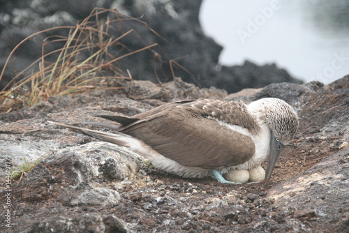 Blaufußtölpel - Galapagos