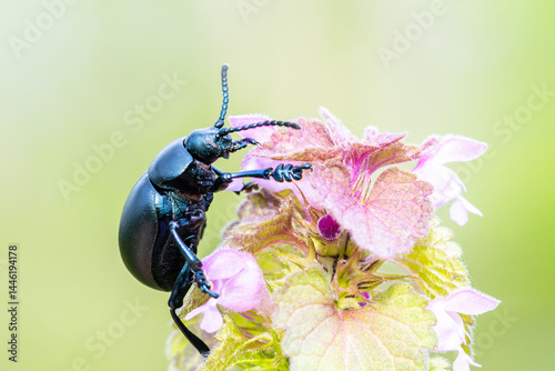 Crache-sang (Tachinidae) posé sur une fleur