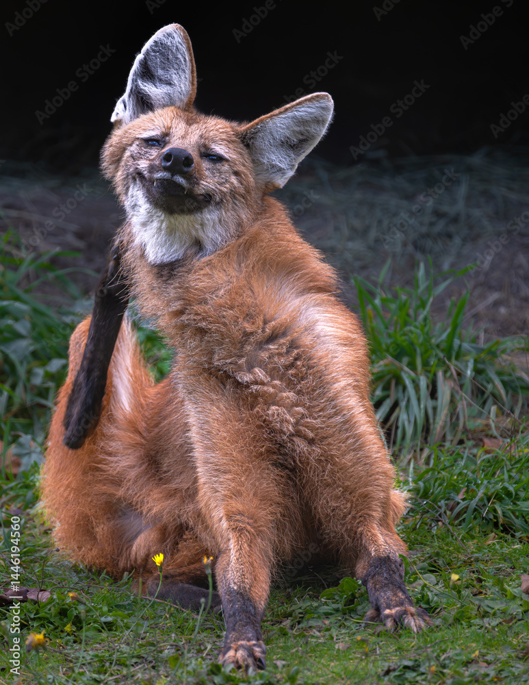 Portrait of a Maned Wolf (Chrysocyon brachyurus)