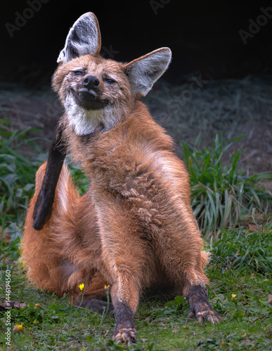 Obraz na płótnie Portrait of a Maned Wolf (Chrysocyon brachyurus) w salonie