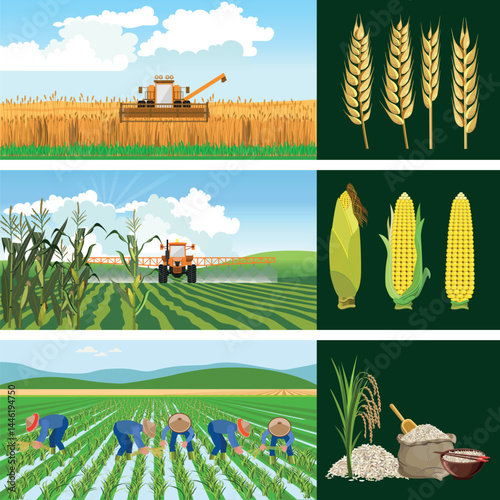PrintSet of farm fields with wheat, corn, and rice. Harvesting grain crops. Set of agricultural landscapes in vector image