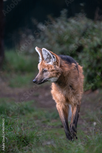 Portrait of a Maned Wolf (Chrysocyon brachyurus)